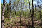 Property photo 11 - LAND AUCTION - 153+/- ACRES OFFERED IN 6 TRACTS IN OKMULGEE, OKLAHOMA